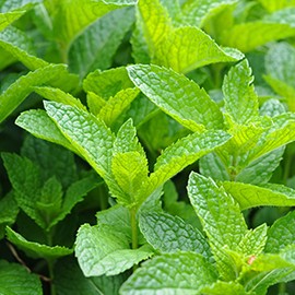 Champúes de plantas naturales